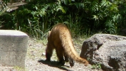 PICTURES/Mt. Lemmon/t_Coati6.JPG